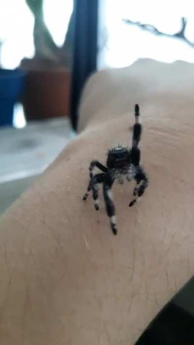 My pet Phidippus regius apalachicola