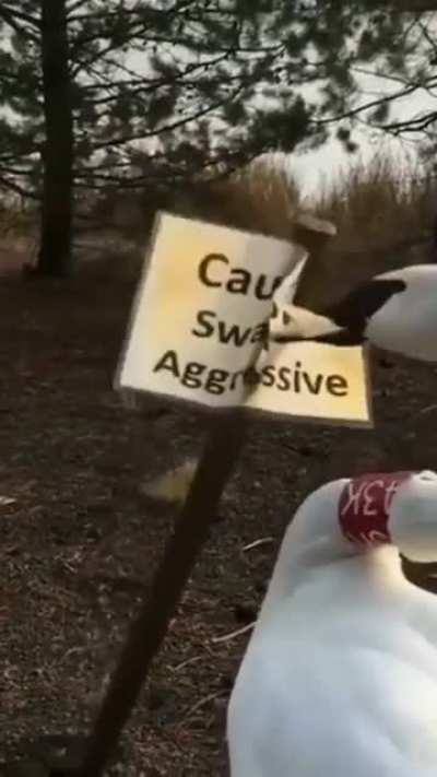 All lies, me aggressive??