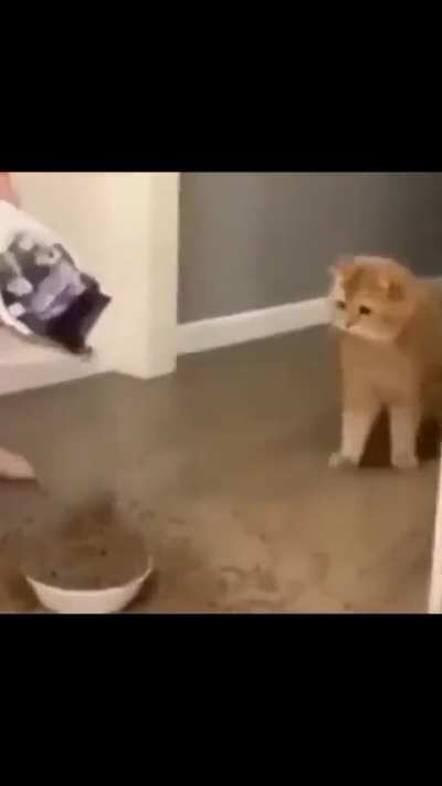 Gato espantao