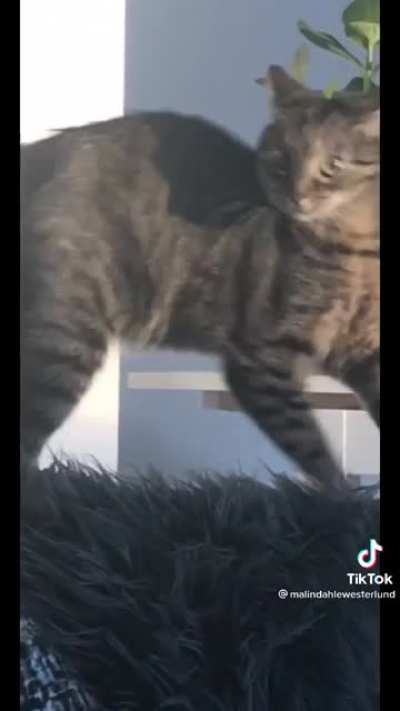 Massive derp