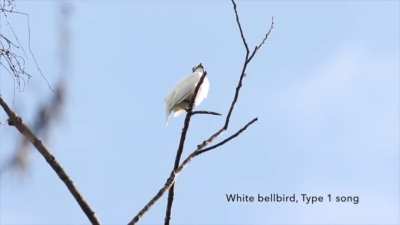 Fire alarm bird