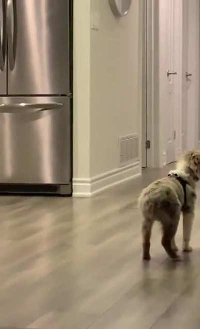 Penny&rsquo;s daily wiggle when she hears dad coming home from work (20 weeks old today)