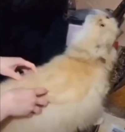 Cat Scratch