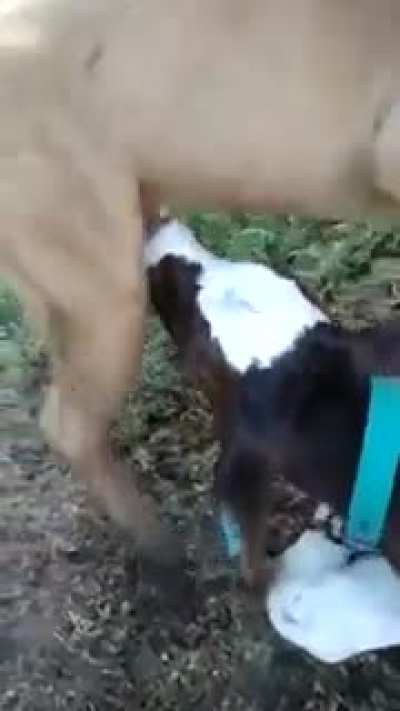 mua