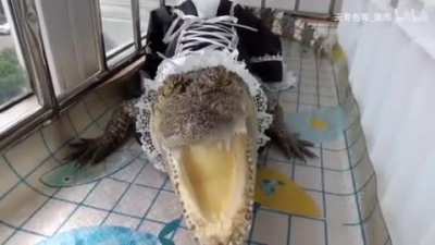 Maidigator