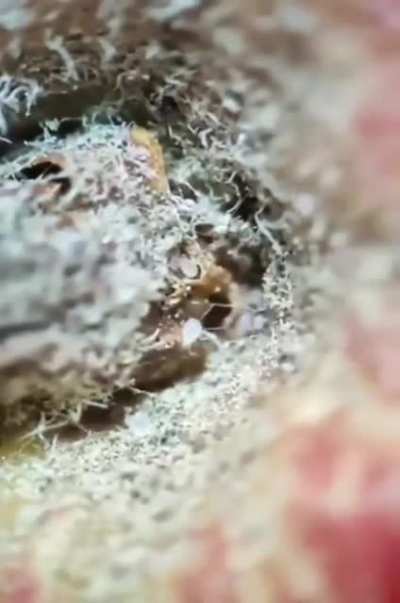 A fruit viewed under a microscope.