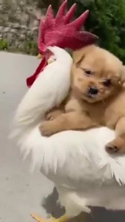 Apologies if you&rsquo;ve already seen a puppy riding a chicken today.