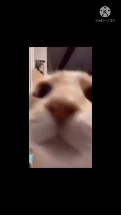 XD