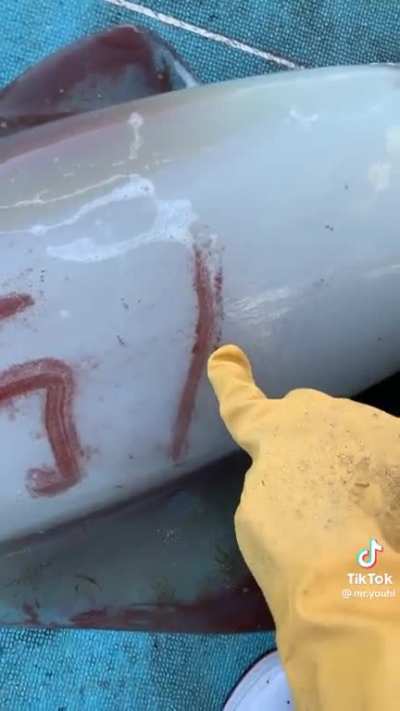 You&rsquo;re able to write on a squid like an Etch-a-Sketch