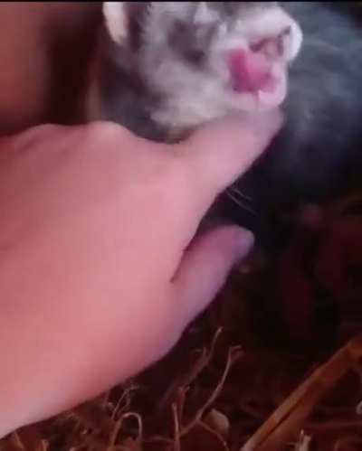 Mama ferret showing off her babies