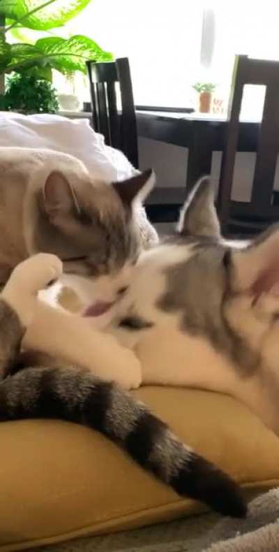 My babies Hubble (cat) and Nova (dog), they&rsquo;re best friends and two peas in a pod 💕