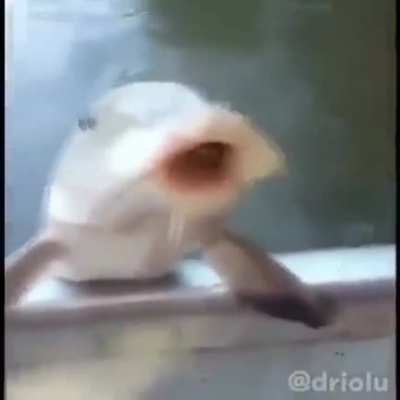 fish