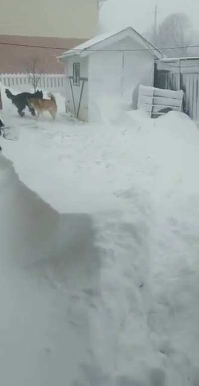 Spooked by snow dog