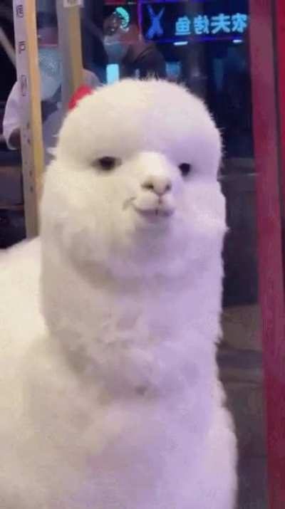 Alpaca
