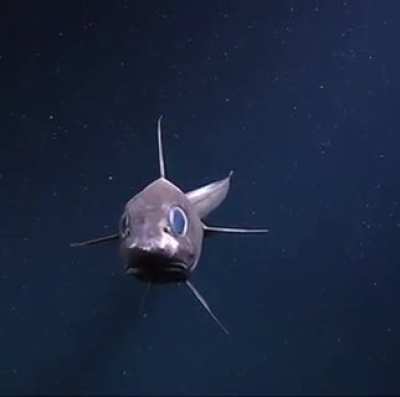 Look at this weird little guy. The inky dark water behind him really makes the video. (If anyone knows what this fish is called pls drop it in the comments I wanna see more of them)