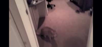 Mad cat