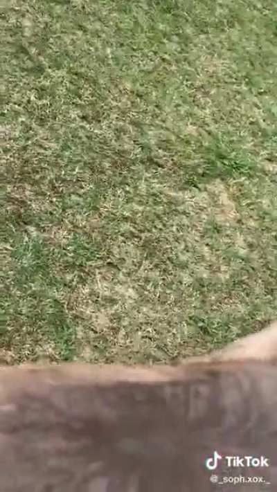 Los Americanos se copian de &Oacute;scar con un burro drogao. 🖕😡Pal EEUU😡🖕