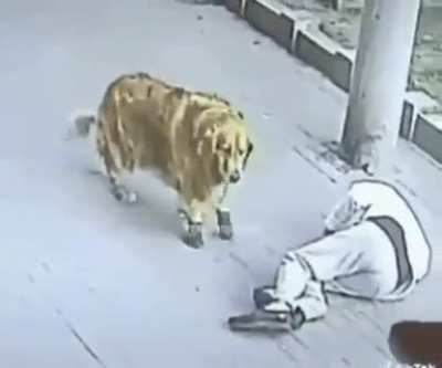 "Hey Boss you won't believe this but.... I didn't go to work today, cause a cat fell on my head, then a dog with shoes tried to do me justice."