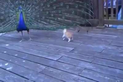 Go away Kid