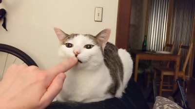 This is her answer to "Do you want some pets?"