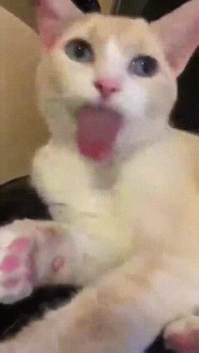 vesguinho