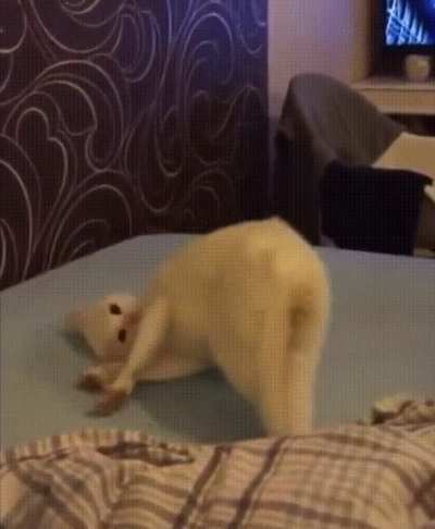 Cat malfunction
