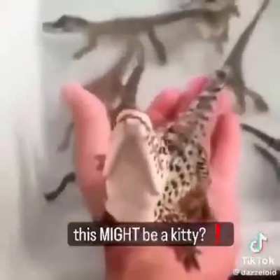 kitty?