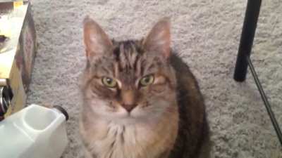 16-year-old Suka and her adorable yell telling me to clean up