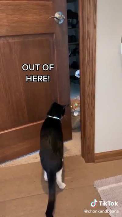 Tuxedo cat just wants love and affection from his orange brother.