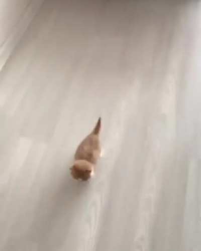"That's one smol jump for cat , one giant love for mankind."