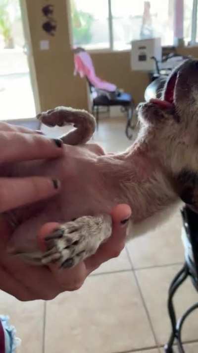 Meet Gertrude, she has no teeth and loves belly rubs