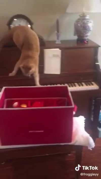 Cat tries to get off of a piano.