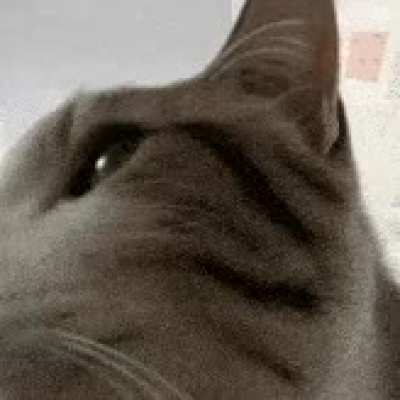 the "look inside" cat is from a video