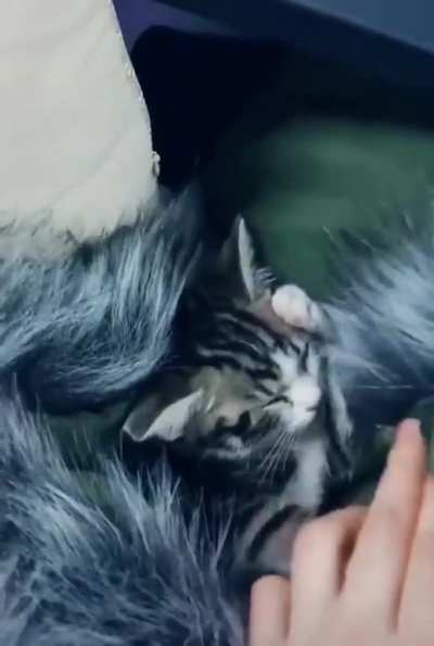 Kitty woke up