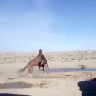 So KSI you still wanna fight a horse?
