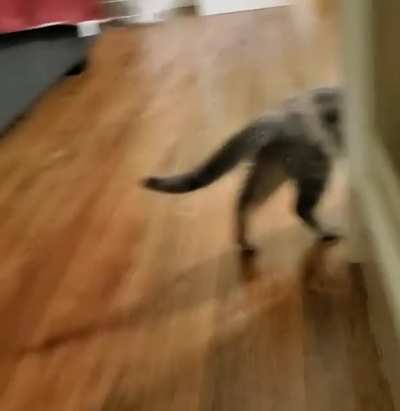 Stealth 100