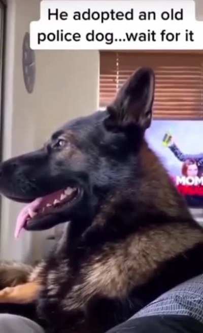 Good boy knows what&rsquo;s up