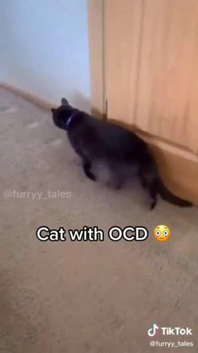 Obsessive Cat Disorder