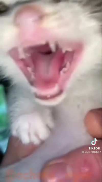 jijijija