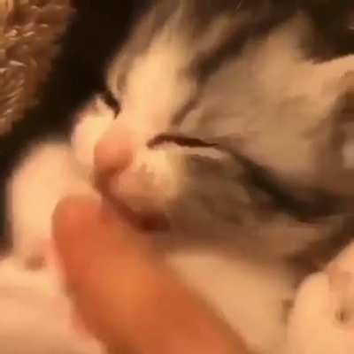 Lickle kitten twying to chew his lickle pawses