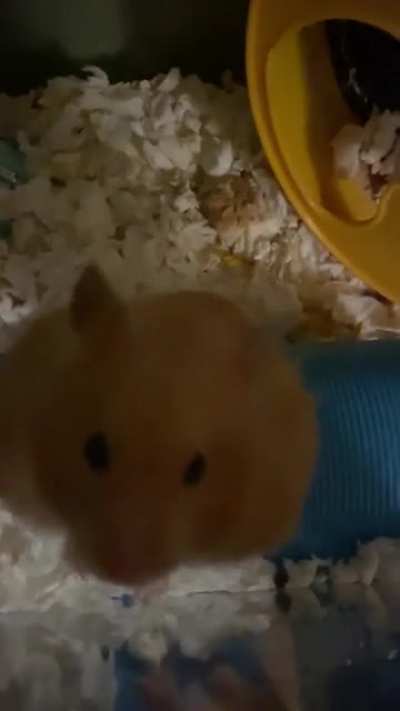 My kid went to college and I don&rsquo;t understand her hamster.