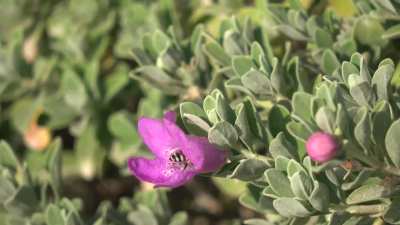Another Bee working inside a Flower