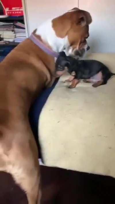 Dogs playing together