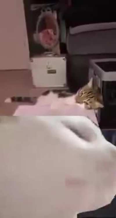 Your average internet video