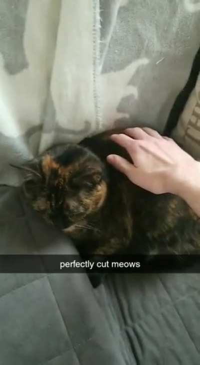 Squish that cat