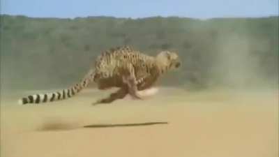 Cheetah Running at Full Speed