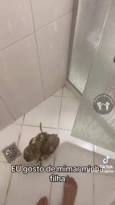🦉