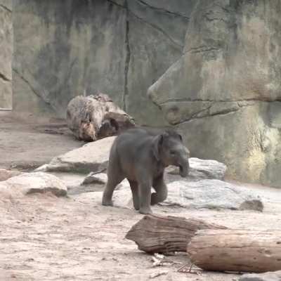 Mild zoomies, pause for reflection, up the hill, and back to Mom.