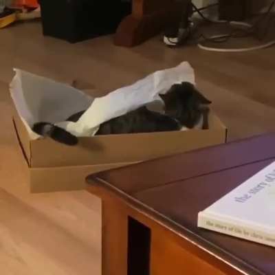 I think this cat might be seeing some ghosts.