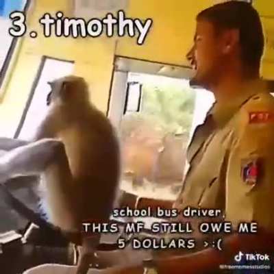 TOP 4 MONKEYS